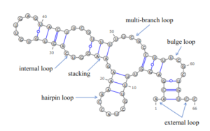 機械学習によるRNA構造の予測 Thinktube